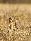 Short-eared Owl