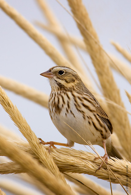 savannah sparrow 4a.jpg