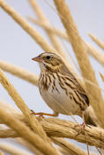 savannah sparrow 4a.jpg
