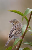 Savannah Sparrow "Ipswich"