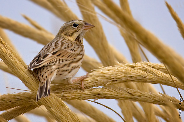 savannah sparrow 6a.jpg