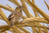 savannah sparrow 6a.jpg