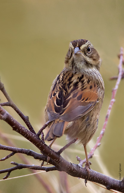 Swamp Sparrow