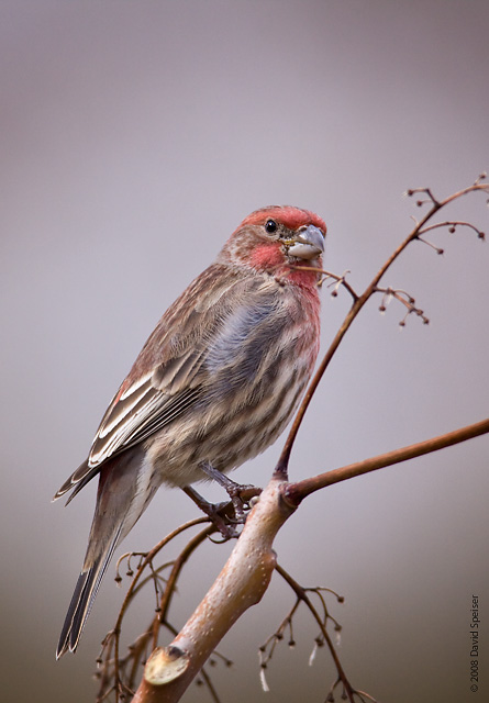 House Finch