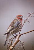 House Finch