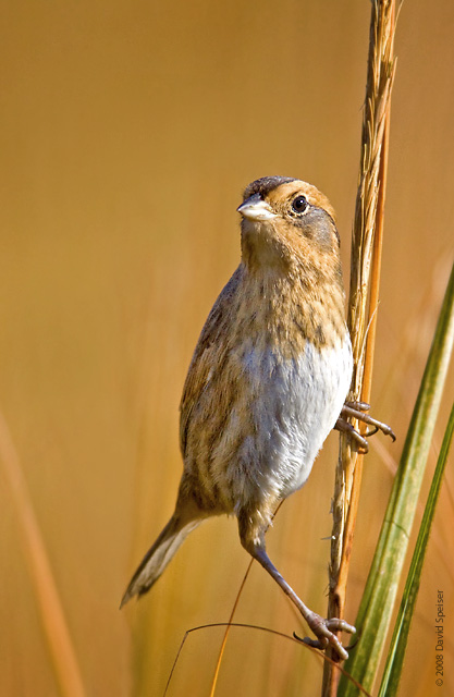 Nelson's Sharp-tailed Sparrow