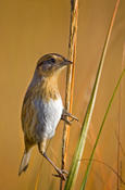 Nelson's Sharp-tailed Sparrow