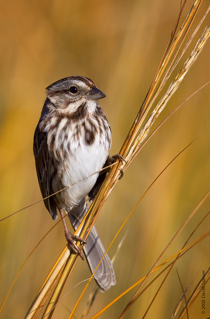 Song Sparrow