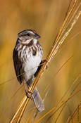 Song Sparrow