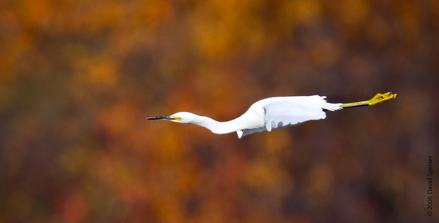 Snowy Egret