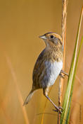 Nelson's Sharp-tailed Sparrow