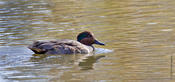 green-winged teal 1a.jpg