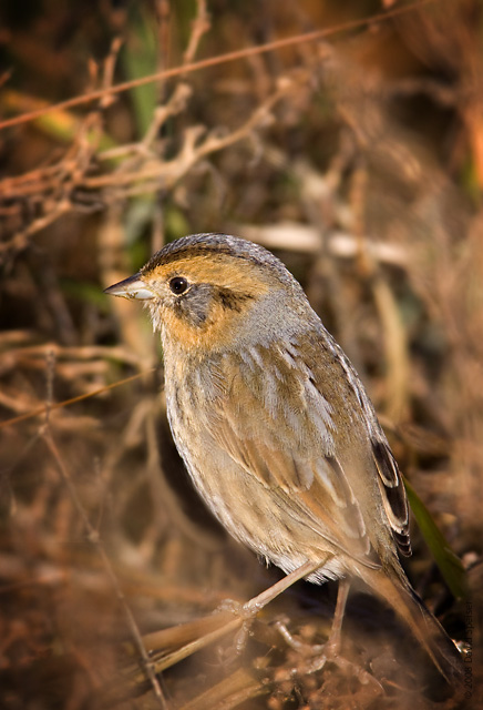 nelson's sharp-tailed sparrow 1a.jpg