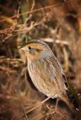 nelson's sharp-tailed sparrow 1a.jpg