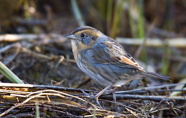 nelson's sharp-tailed sparrow 2a.jpg