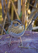 nelson's sharp-tailed sparrow 3a.jpg