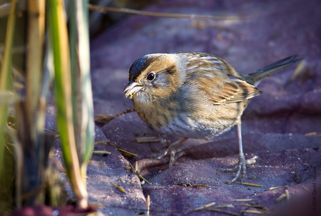 nelson's sharp-tailed sparrow 4a.jpg