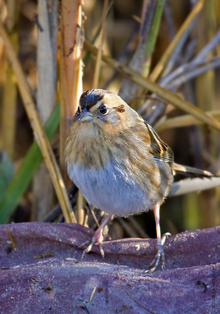 nelsons sharp-tailed sparrow 5a.jpg