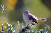 Northern Mockingbird