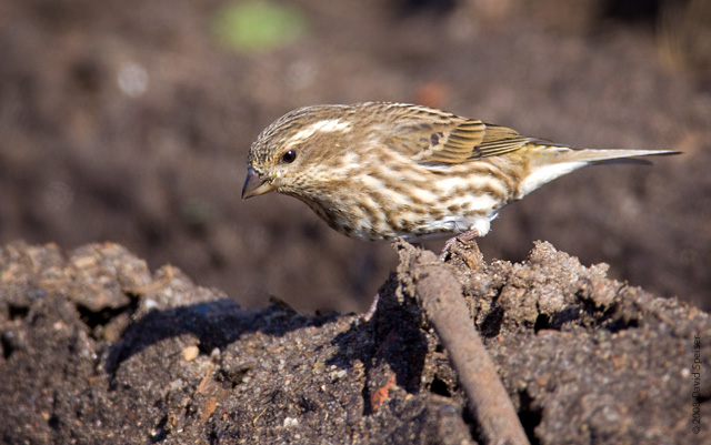 Purple Finch