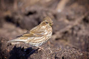 purple finch 2a.jpg