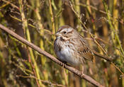 Song Sparrow