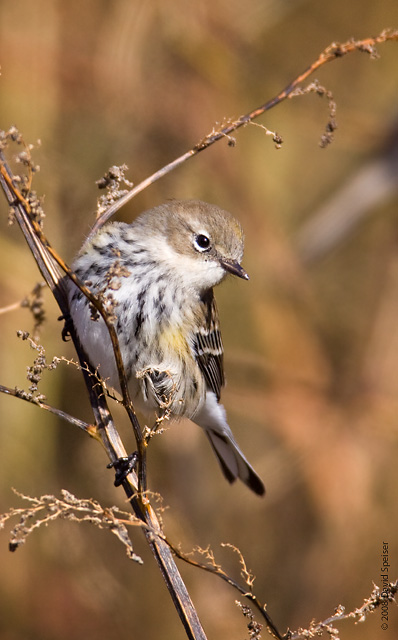 Yellow-rumped Warbler