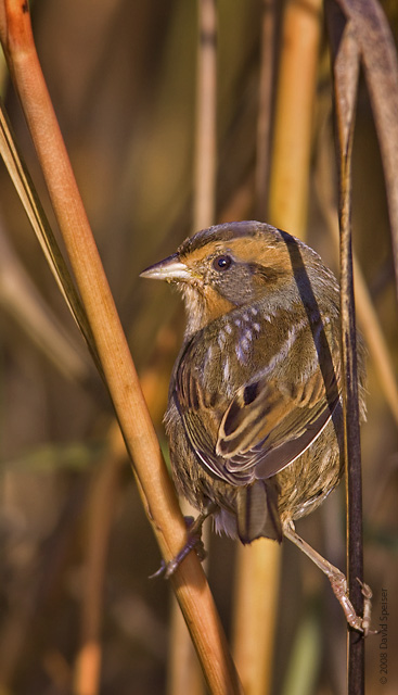 Nelson's Sharp-tailed Sparrow