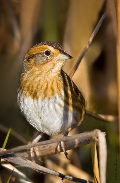 Nelson's Sharp-tailed Sparrow