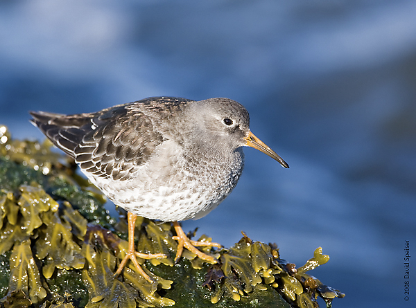 Purple Sandpiper