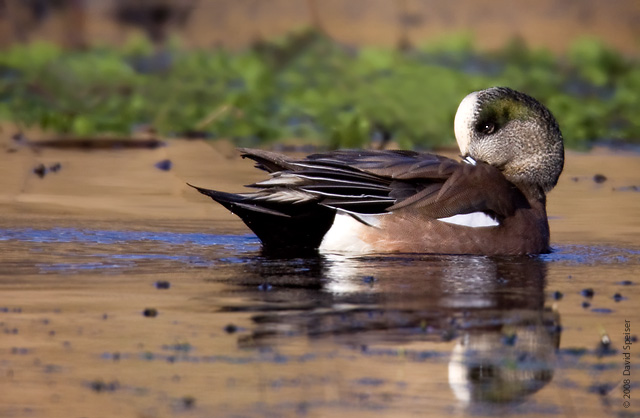 American Wigeon