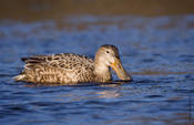 Northern Shoveler