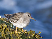 Purple Sandpiper