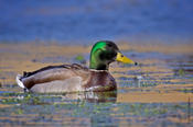 Mallard