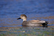 Gadwall