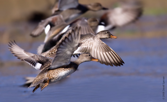 Gadwall Flock