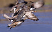 Gadwall Flock