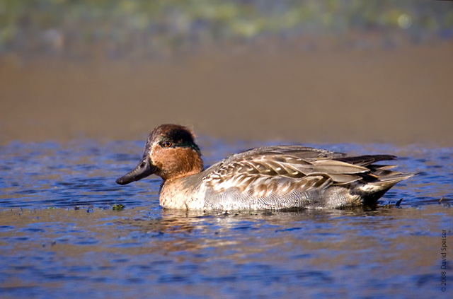 Green-winged Teal