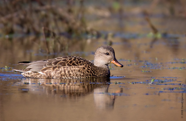 Gadwall (female)