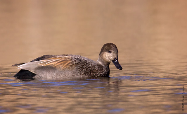 Gadwall