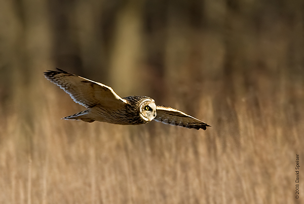 Short-eared Owl