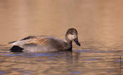 Gadwall