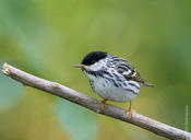 Blackpoll Warbler