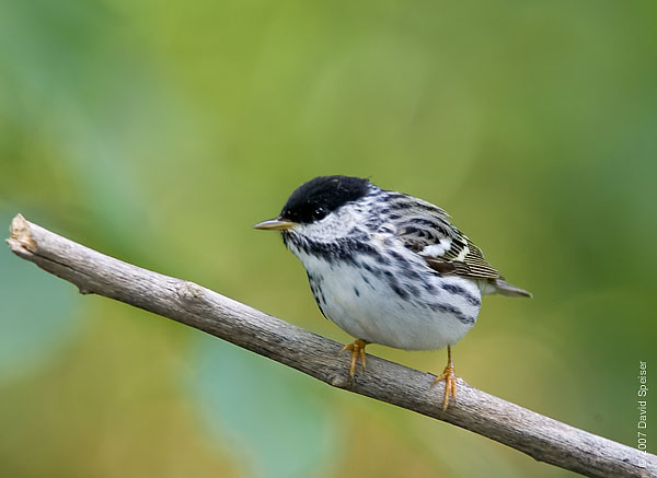 Blackpoll Warbler