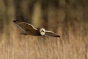 Short-eared Owl