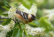 Bay-breasted Warbler