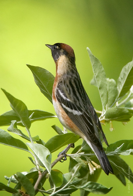 bay breasted  new 3.jpg