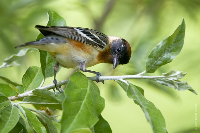 bay breasted new 2.jpg