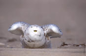 Snowy Owl