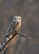 Short-eared Owl